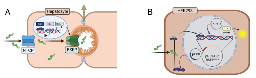 HomePage Report, Figure 1 klein
